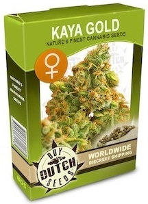 Kaya Gold Feminizadas Compra Semillas De Cannabis Online