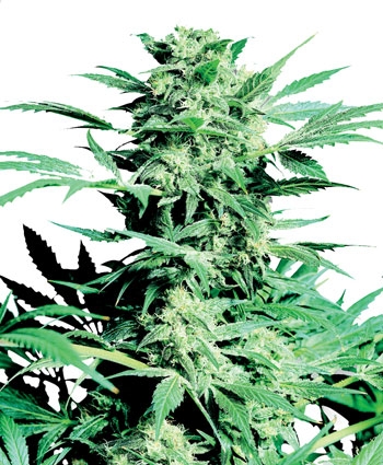 Regulares, feminizadas o de Autofloración? - WeedSeedShop